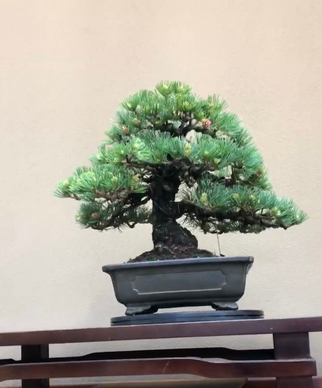預訂日本🇯🇵五葉松Japanese White Pine (附上影片)