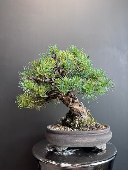 Japanese White Pine