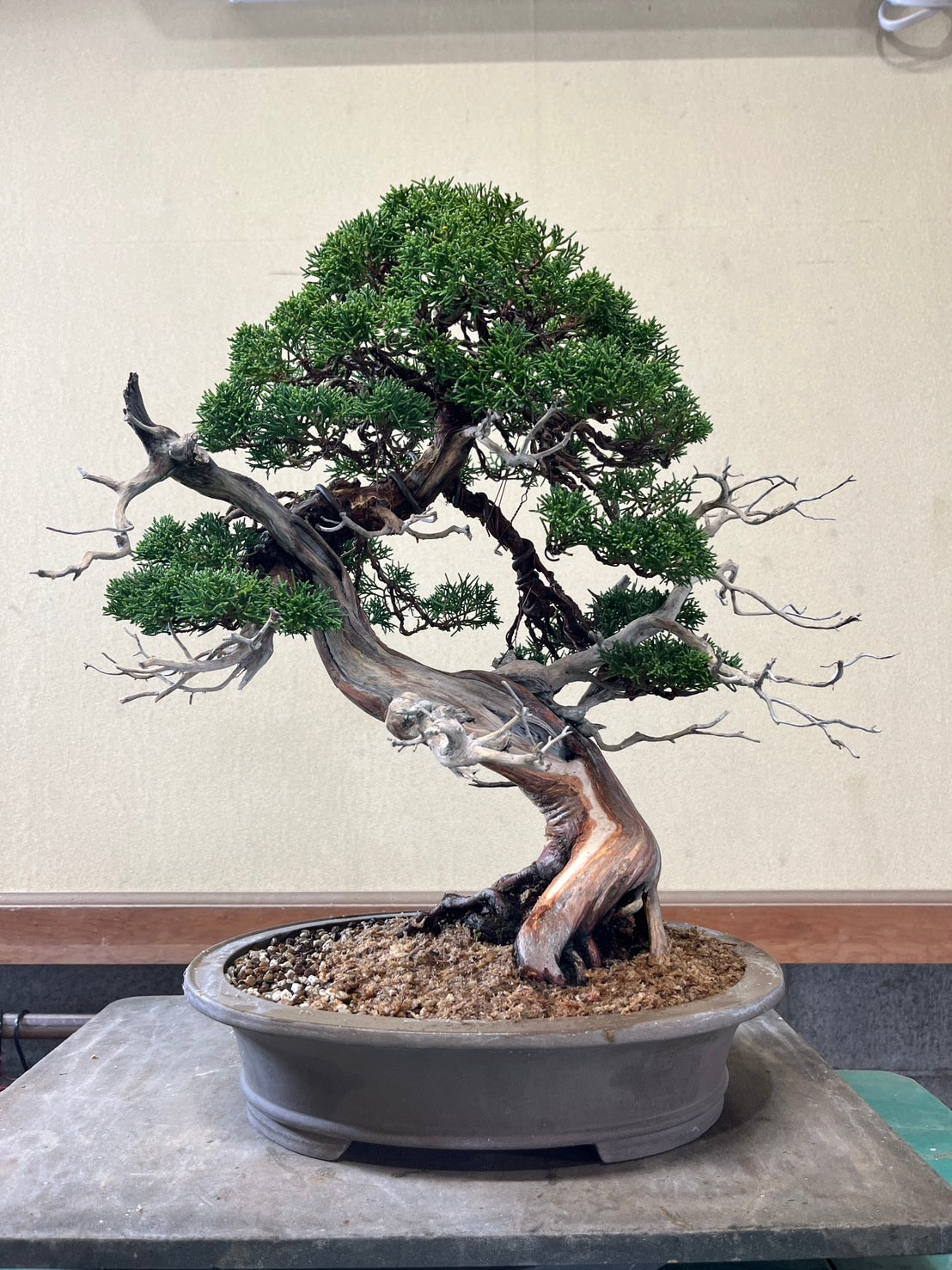 日本糸魚川真柏盆景 高40cm 樹齡約60年 實拍 - PLAN+T