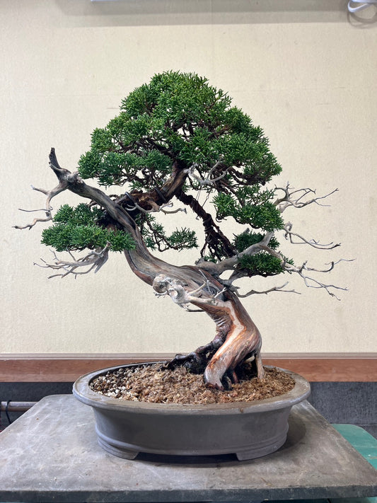日本糸魚川真柏盆景 高40cm 樹齡約60年 實拍 - PLAN+T