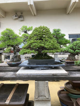 將圖片載入圖庫檢視器 預購日本🇯🇵八房九重五葉松 太幹逸品Japanese White Pine (附上影片)
