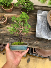 Load images into the gallery viewer 預購日本🇯🇵津山檜Chamaecyparis obtusa （附上影片）
