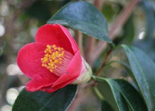 Load images into the gallery viewer Japan🇯🇵Camellia sasanqua (with video)
