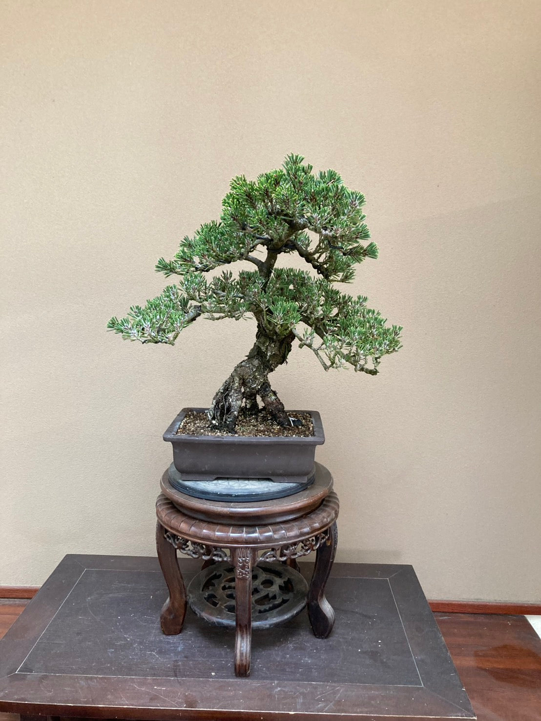 日本珍種壽黑松盆景 高40cm 闊30cm 樹齡約40年 實拍 - PLAN+T
