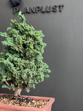 將圖片載入圖庫檢視器 日本🇯🇵 石化檜 雅 雲龍八房 Miyabi Sekka Hinoki (附上影片)
