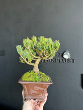 Load image into Gallery viewer, 日本🇯🇵五葉松 Pinus parviflora / Japanese white pine(附上影片)

