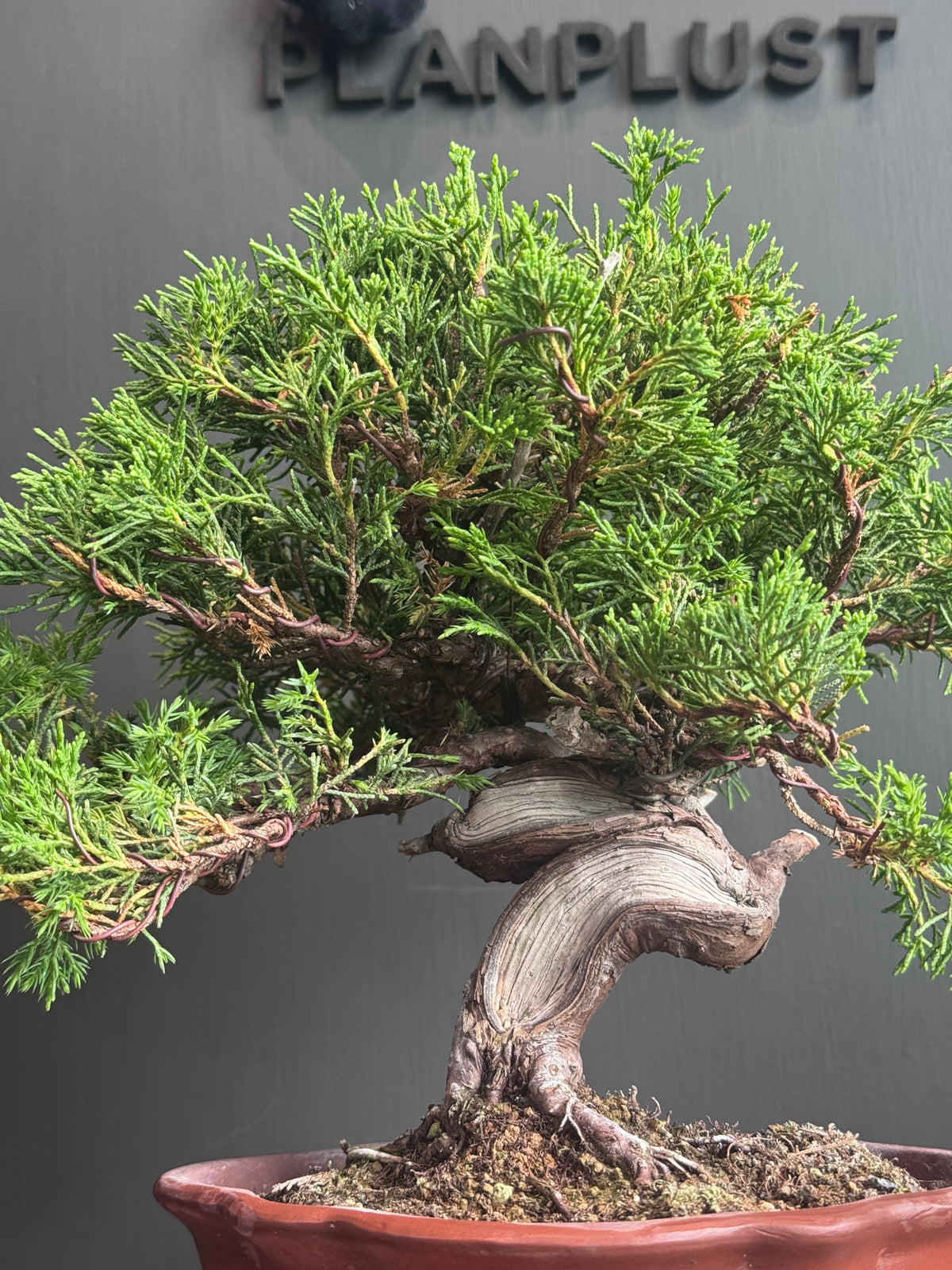 日本🇯🇵糸魚川真柏 Japanese Itoigawa Shimpaku (附上影片)