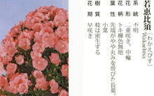 Load image into Gallery viewer, 預購日本🇯🇵皐月杜鵑 若恵比須Satsuki azalea Rhododendron (附上影片)
