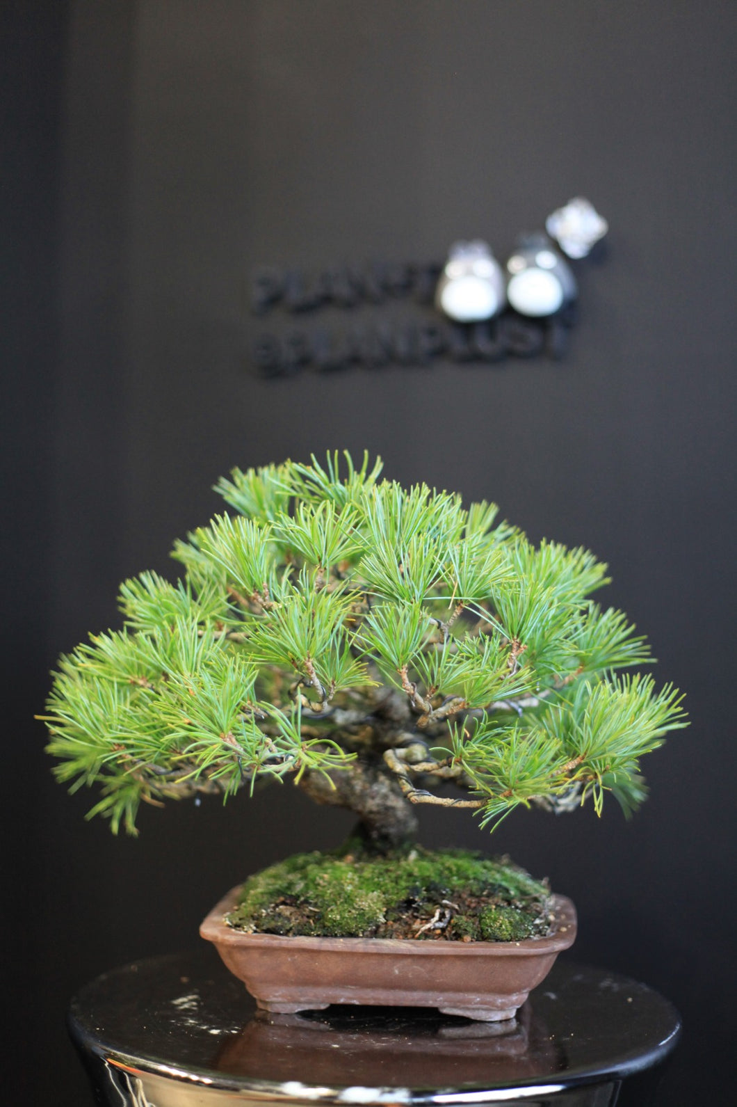 日本🇯🇵五葉松 Japanese White Pine (附上影片)