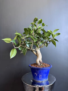 日本🇯🇵山茶花 茶梅 岀雲大社Camellia Sasanqua (附上影片)