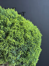 將圖片載入圖庫檢視器 日本🇯🇵四國真柏 附石 Shikoku Shimpaku Juniper (附上影片)
