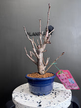 將圖片載入圖庫檢視器 日本🇯🇵陽光桜ようこうざくらYōkō Sakura (附上影片)
