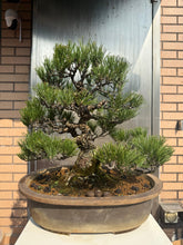 將圖片載入圖庫檢視器 日本🇯🇵黑松 Japanese Black Pine (附上影片)
