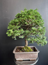 將圖片載入圖庫檢視器 日本🇯🇵津山檜Hinoki Chamaecyparis Obtusa ヒノキ (附上影片)
