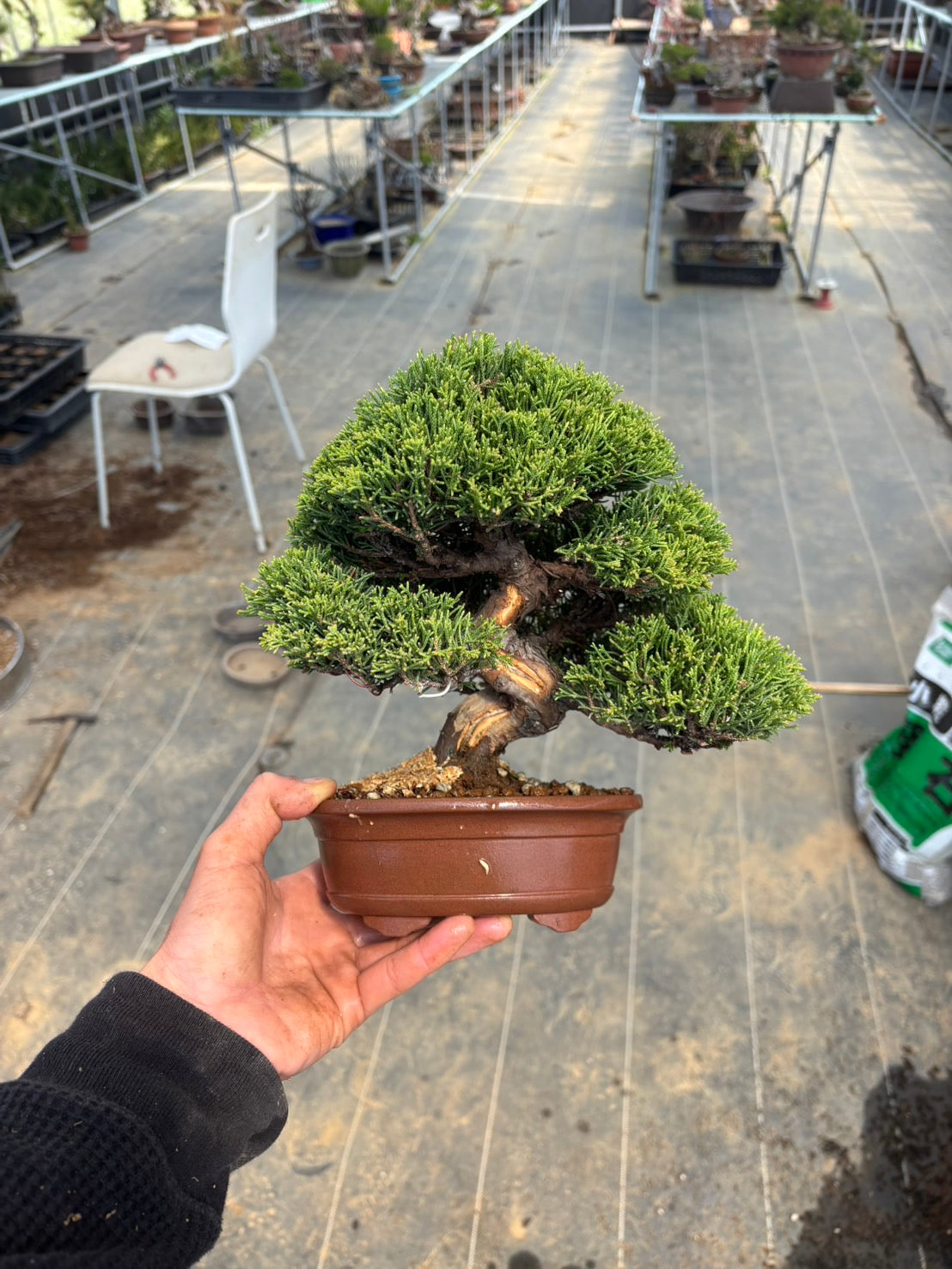 香港網上日本盆景專門店BONSAI PLAN+T 現貨日本真柏盆栽