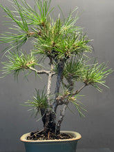 Load image into Gallery viewer, 日本🇯🇵黑松 叢林式 Black Pine / Pinus Thunbergii (附上影片)
