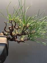 將圖片載入圖庫檢視器 日本🇯🇵黑松 Black Pine (附上影片)
