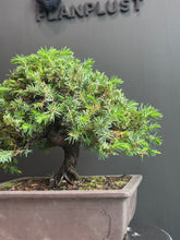 Load images into the gallery viewer Japan🇯🇵Juniper (Juniperus Rigida) (Video attached)
