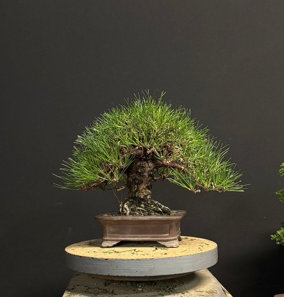 日本山採黑松盆景,高32cm闊34cm,樹齡50年 - PLAN+T