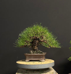 日本山採黑松