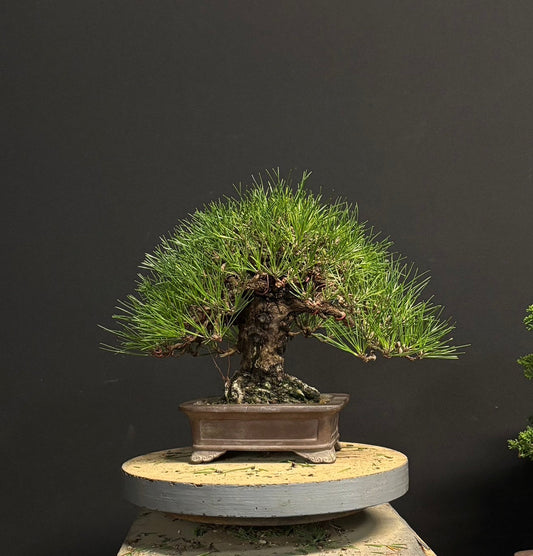 日本山採黑松盆景,高32cm闊34cm,樹齡50年 - PLAN+T