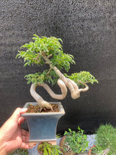 將圖片載入圖庫檢視器 預購日本🇯🇵獅子頭 もみじ紅葉Acer Palmatum (附上影片)
