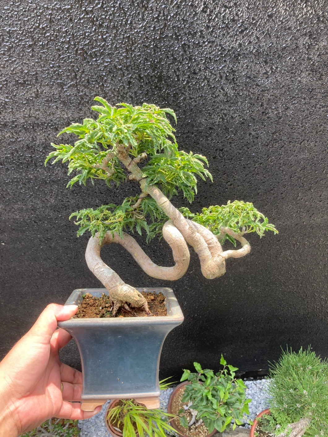 預購日本🇯🇵獅子頭 もみじ紅葉Acer Palmatum (附上影片)