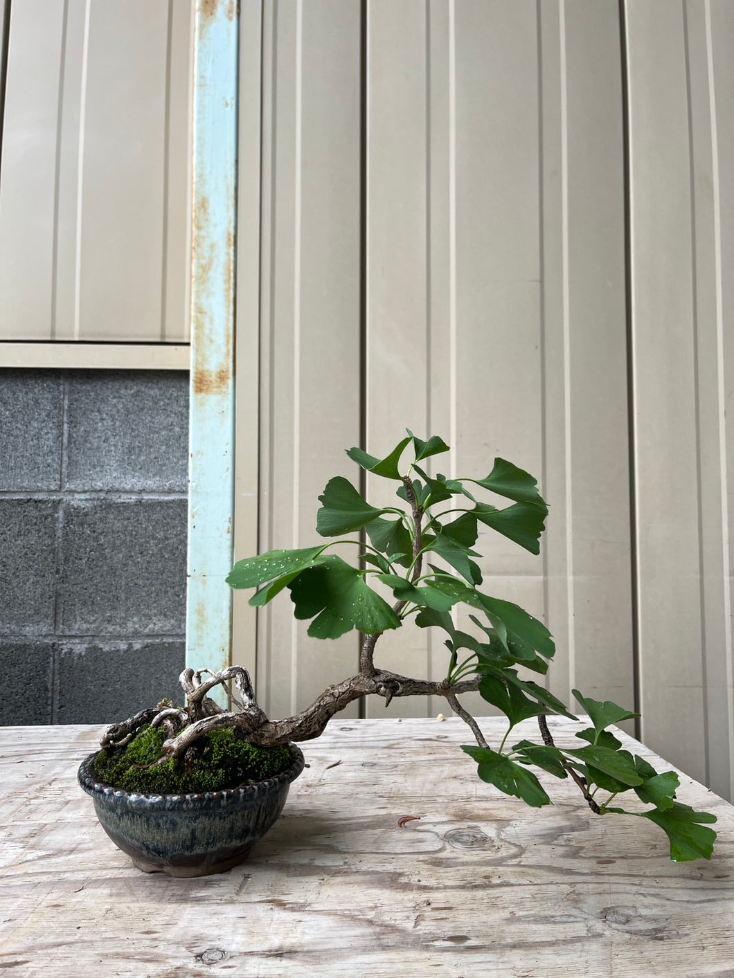 Pre-order Japan🇯🇵Ginkgo Biloba (video included)