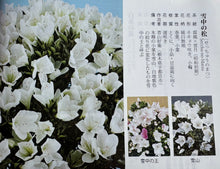 將圖片載入圖庫檢視器 日本🇯🇵皐月杜鵑 雪中之松Satsuki Azalea Rhododendron (附上影片)
