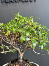Load images into the gallery viewer Japan🇯🇵Satsuki Azalea Rhododendron (with video)
