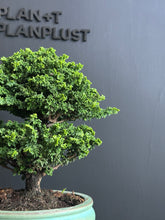 將圖片載入圖庫檢視器 日本🇯🇵石化檜Sekka Hinoki Cypressヒノキ (附上影片)
