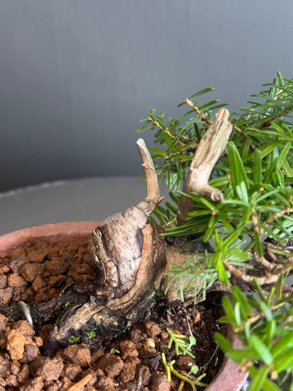 日本一位盆景 Taxus Cuspidata 側面樹形參考