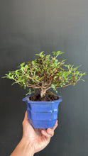 Load images into the gallery viewer Japan🇯🇵Satsuki Azalea Rhododendron (with video)
