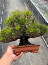 將圖片載入圖庫檢視器 預購日本🇯🇵黑松 Black Pine (附上影片)
