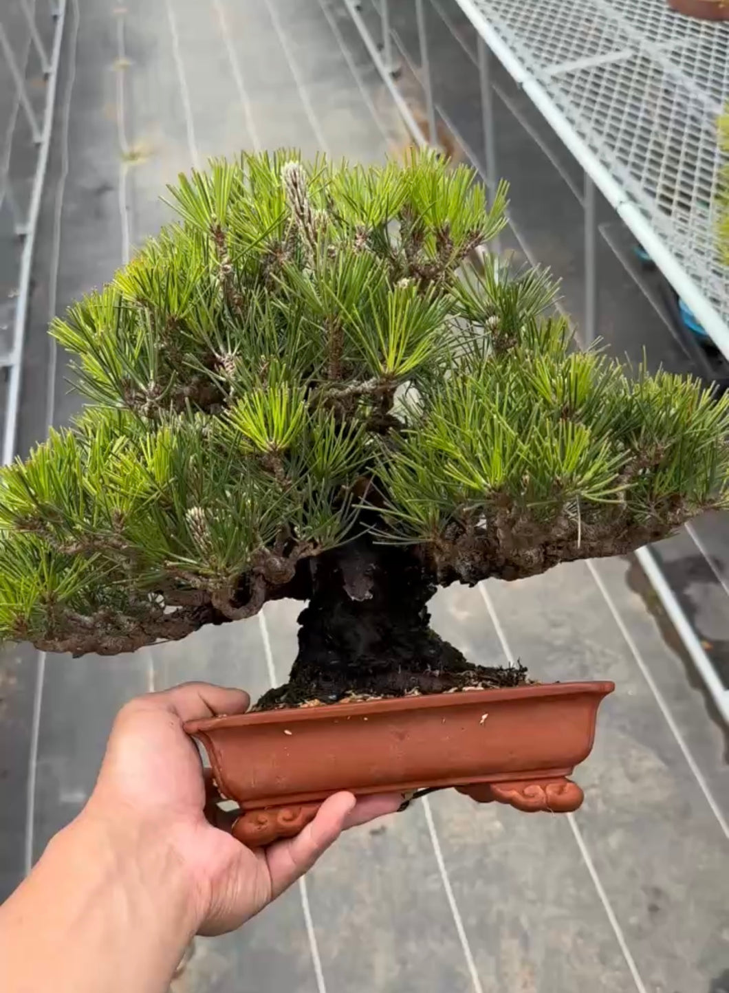 預購日本🇯🇵黑松 Black Pine (附上影片)