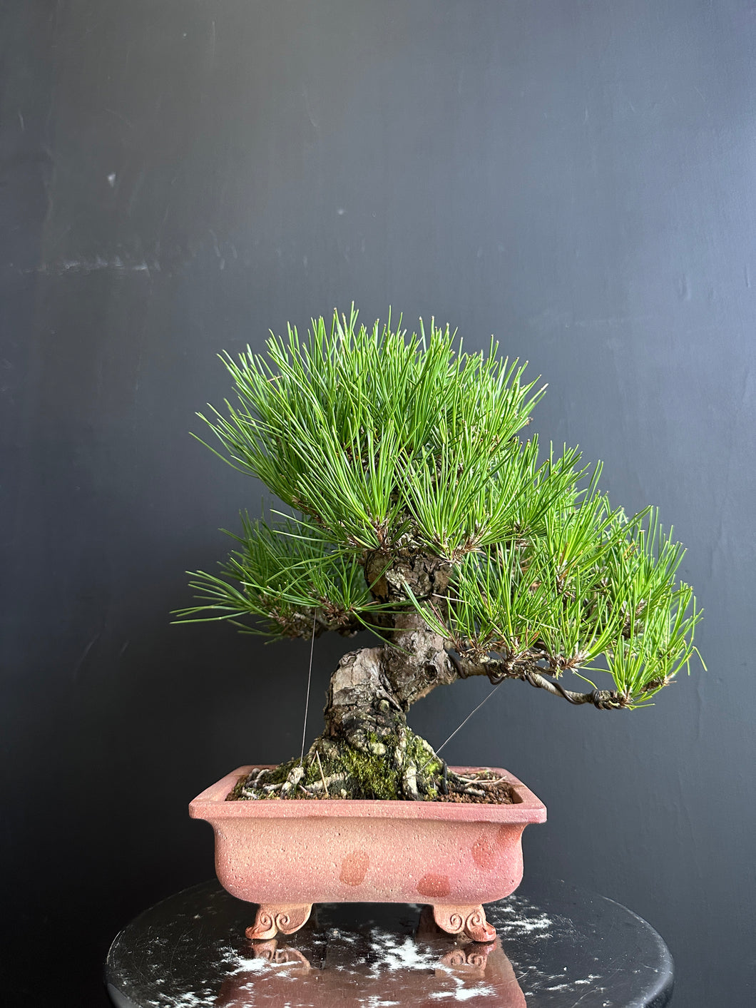 日本🇯🇵太幹三河黑松 Black Pine (附上影片)