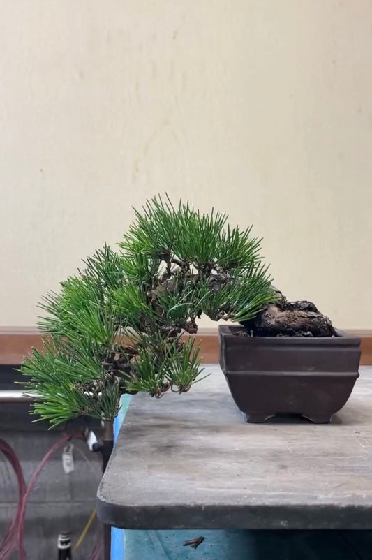 日本黑松盆景 高23cm 樹齡約30年 實拍 - PLAN+T