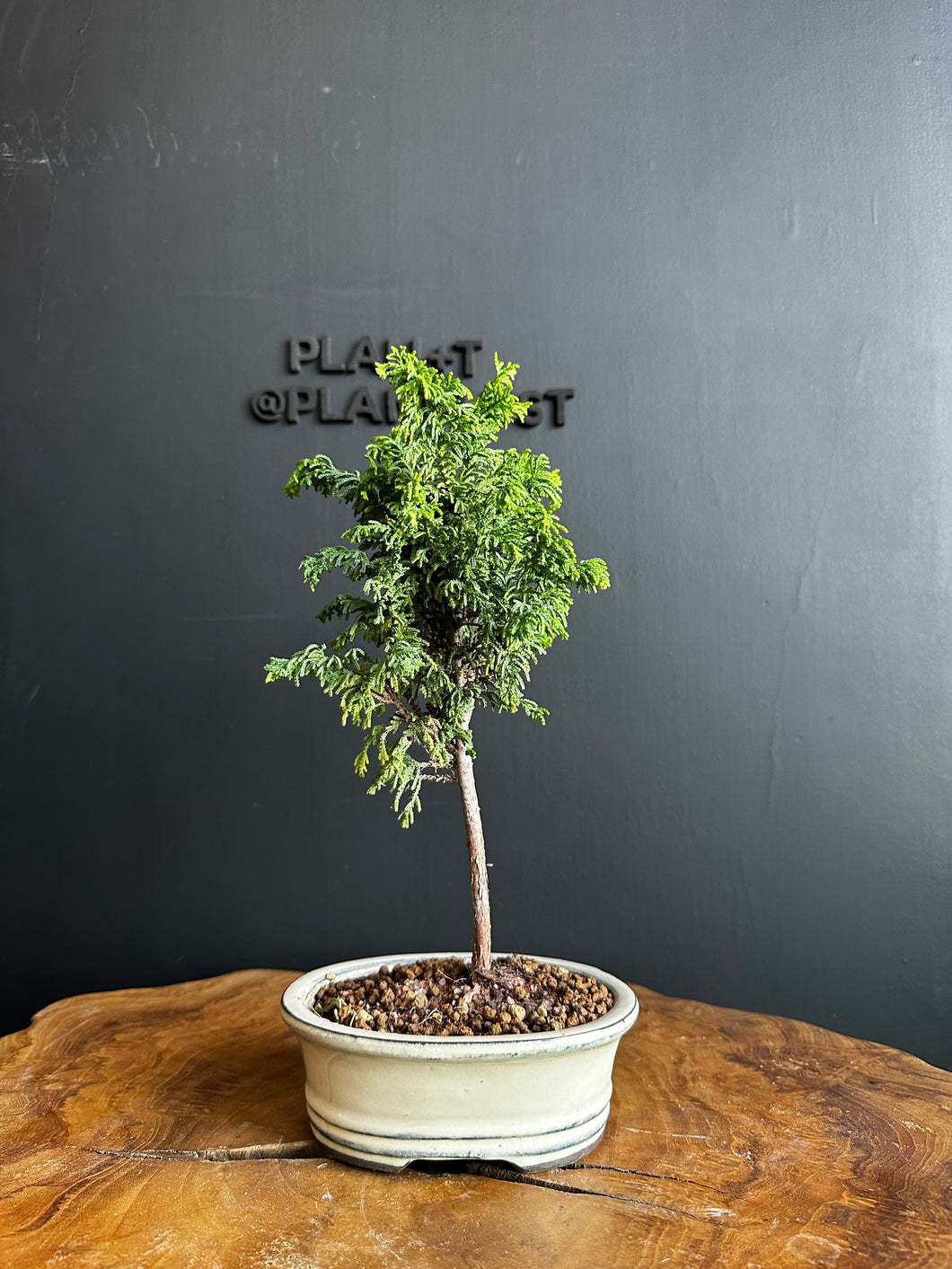 日本🇯🇵津山檜Hinoki Chamaecyparis Obtusa(附上影片)