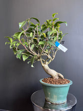 將圖片載入圖庫檢視器 日本🇯🇵山茶花 茶梅 岀雲大社Camellia Sasanqua (附上影片)
