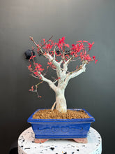 將圖片載入圖庫檢視器 日本🇯🇵紅葉 出猩々 岀猩猩Deshojo (附上影片)
