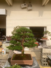 將圖片載入圖庫檢視器 預購日本🇯🇵津山檜Hinoki Chamaecyparis Obtusa ヒノキ (附上影片)
