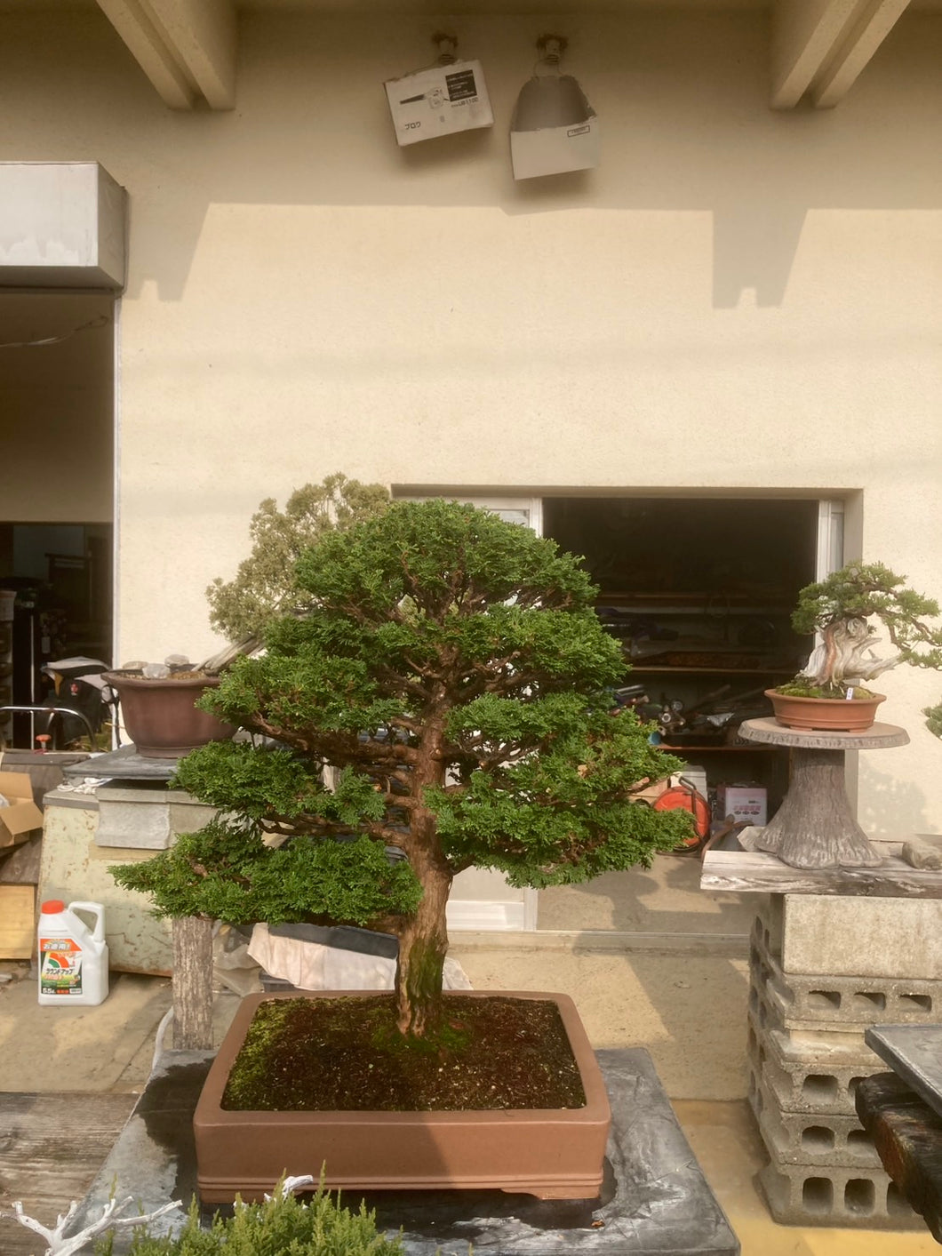 預購日本🇯🇵津山檜Hinoki Chamaecyparis Obtusa ヒノキ (附上影片)