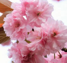 Loading images into the library viewer 預購日本🇯🇵 八重櫻Japanese Cherry Blossom (附上影片)
