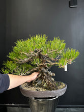 Load image into Gallery viewer, Japan🇯🇵Yamadori Black Pine (video attached)
