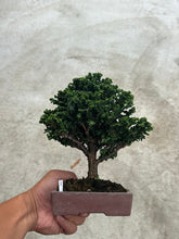 Load images into the gallery viewer 預購日本🇯🇵石化檜Sekka Hinoki Cypress セッカヒノキ (附上影片)
