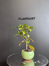 將圖片載入圖庫檢視器 日本🇯🇵山茶花 茶梅 岀雲大社Camellia Sasanqua (附上影片)
