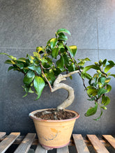 將圖片載入圖庫檢視器 日本🇯🇵山茶花 Camellia sasanqua
