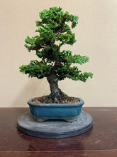 Load image into Gallery viewer, 預訂日本🇯🇵石化檜Sekka Hinoki Cypress (附上影片)
