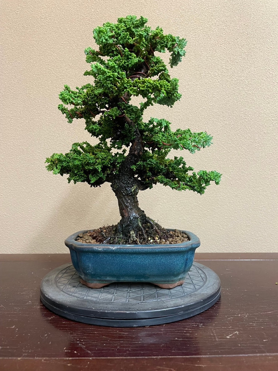 預訂日本🇯🇵石化檜Sekka Hinoki Cypress (附上影片)