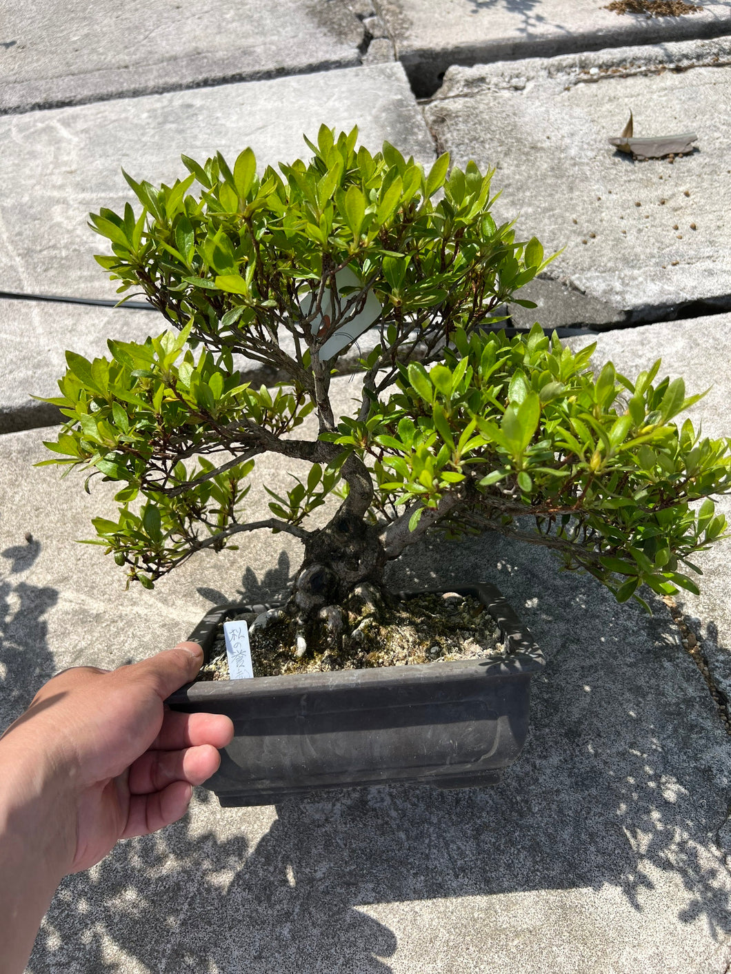 預購日本🇯🇵皐月杜鵑 松之譽 Matsu-no-homare  Rhododendron Indicum  (附上影片)